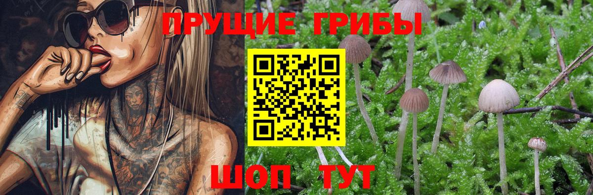 Галлюциногенные грибы Psilocybine cubensis Зеленогорск